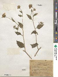 Sclerocarpus spathulatus image