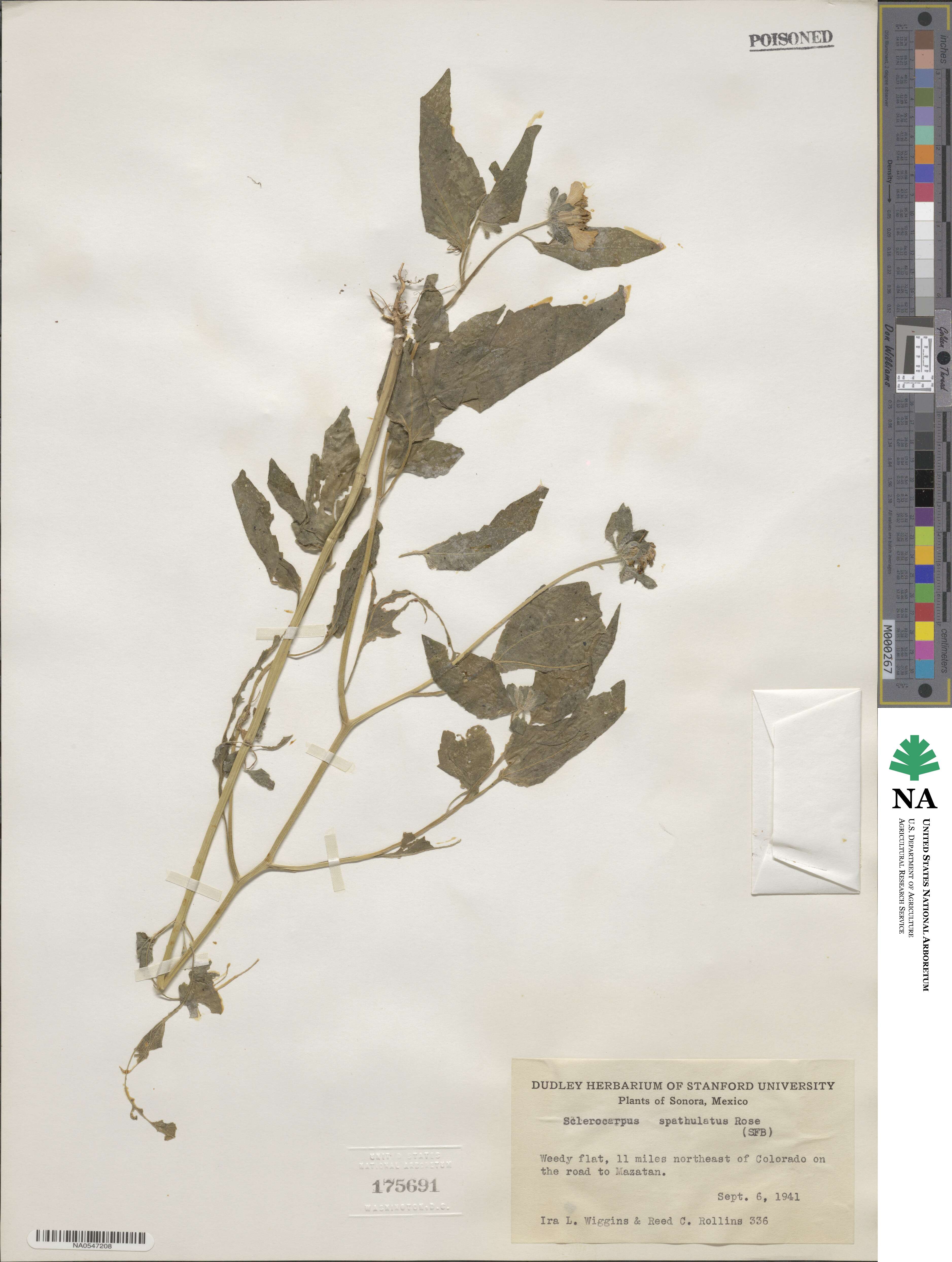 Sclerocarpus spathulatus image