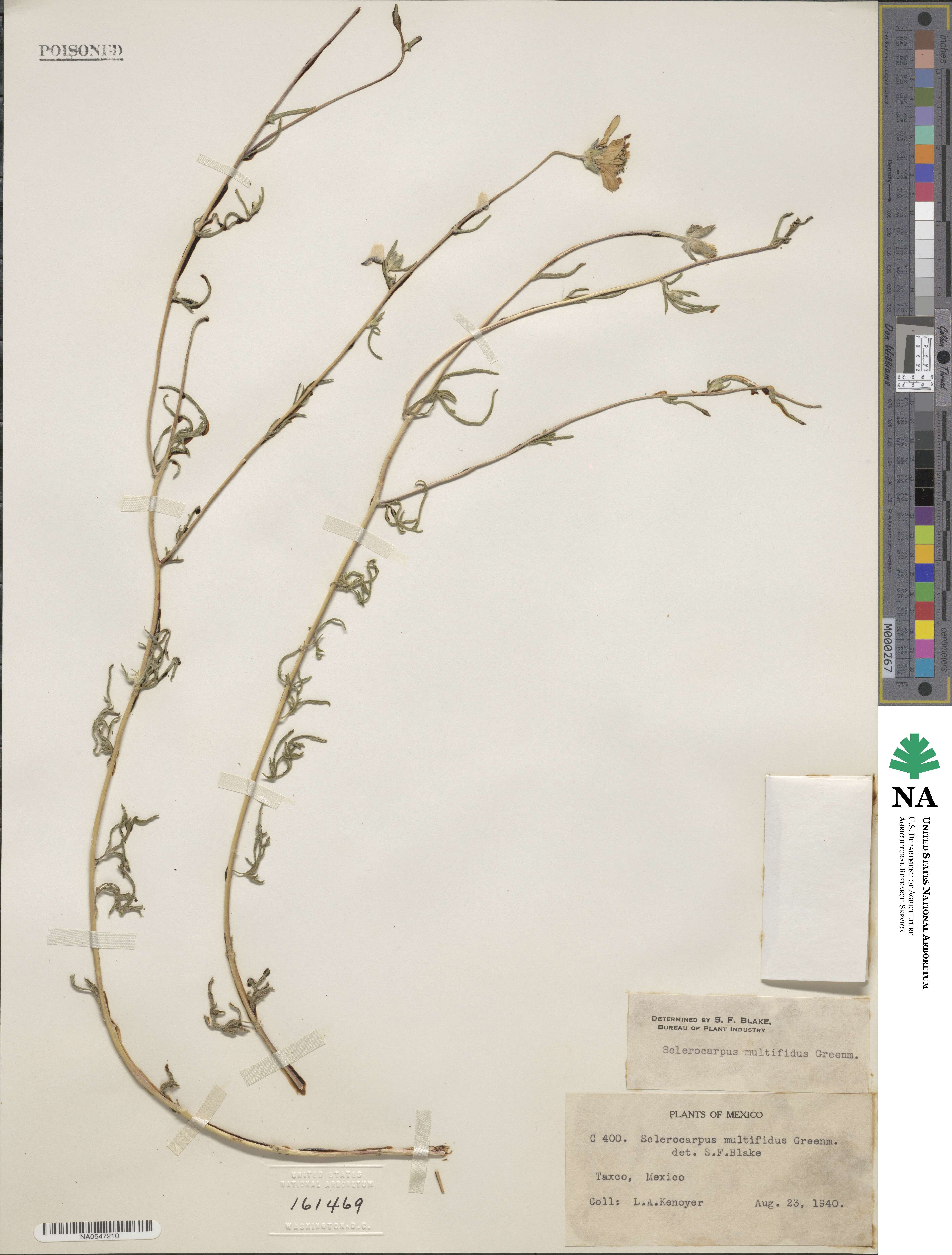 Sclerocarpus multifidus image