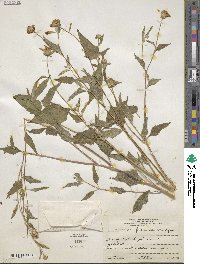 Sclerocarpus uniserialis var. frutescens image