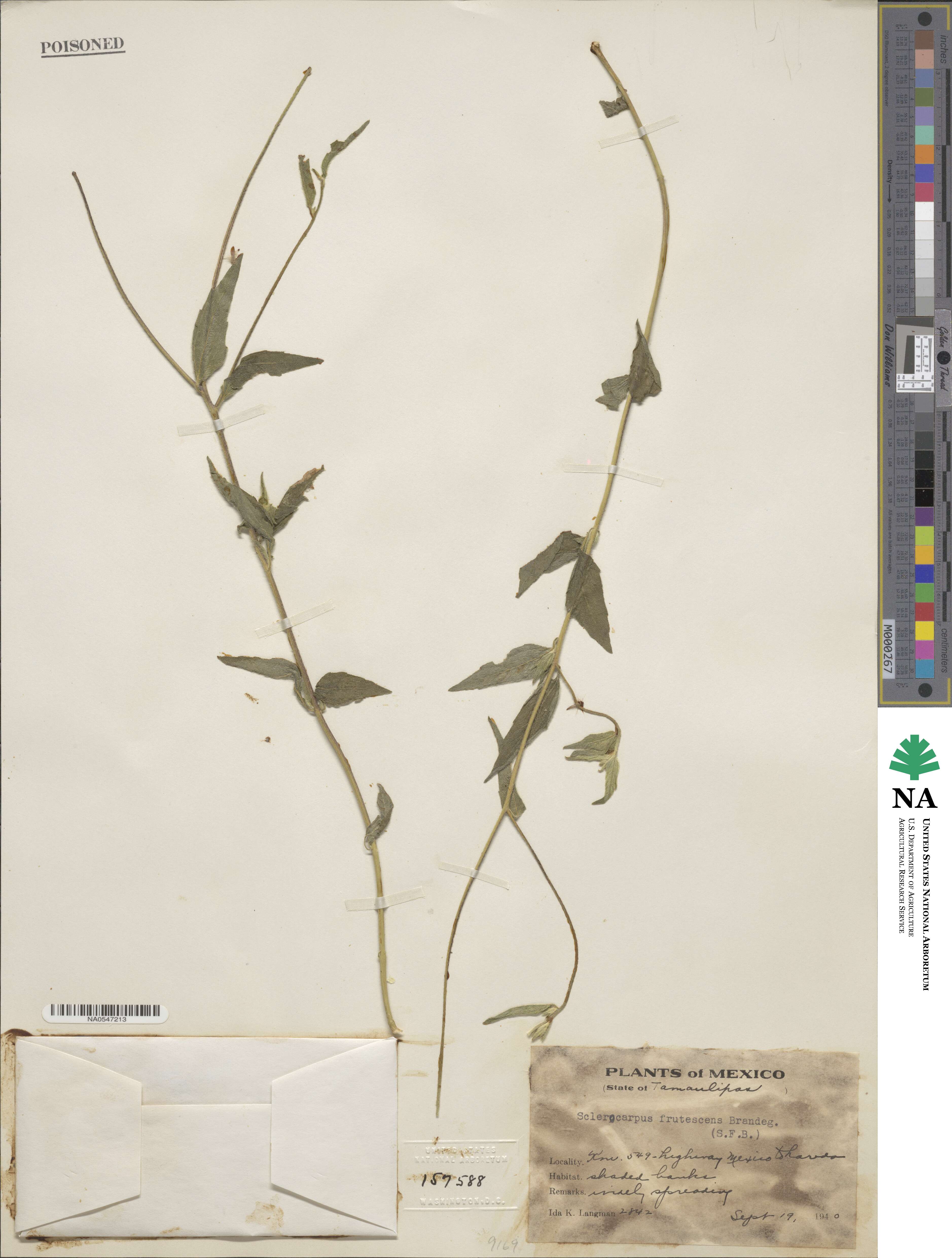 Sclerocarpus uniserialis image