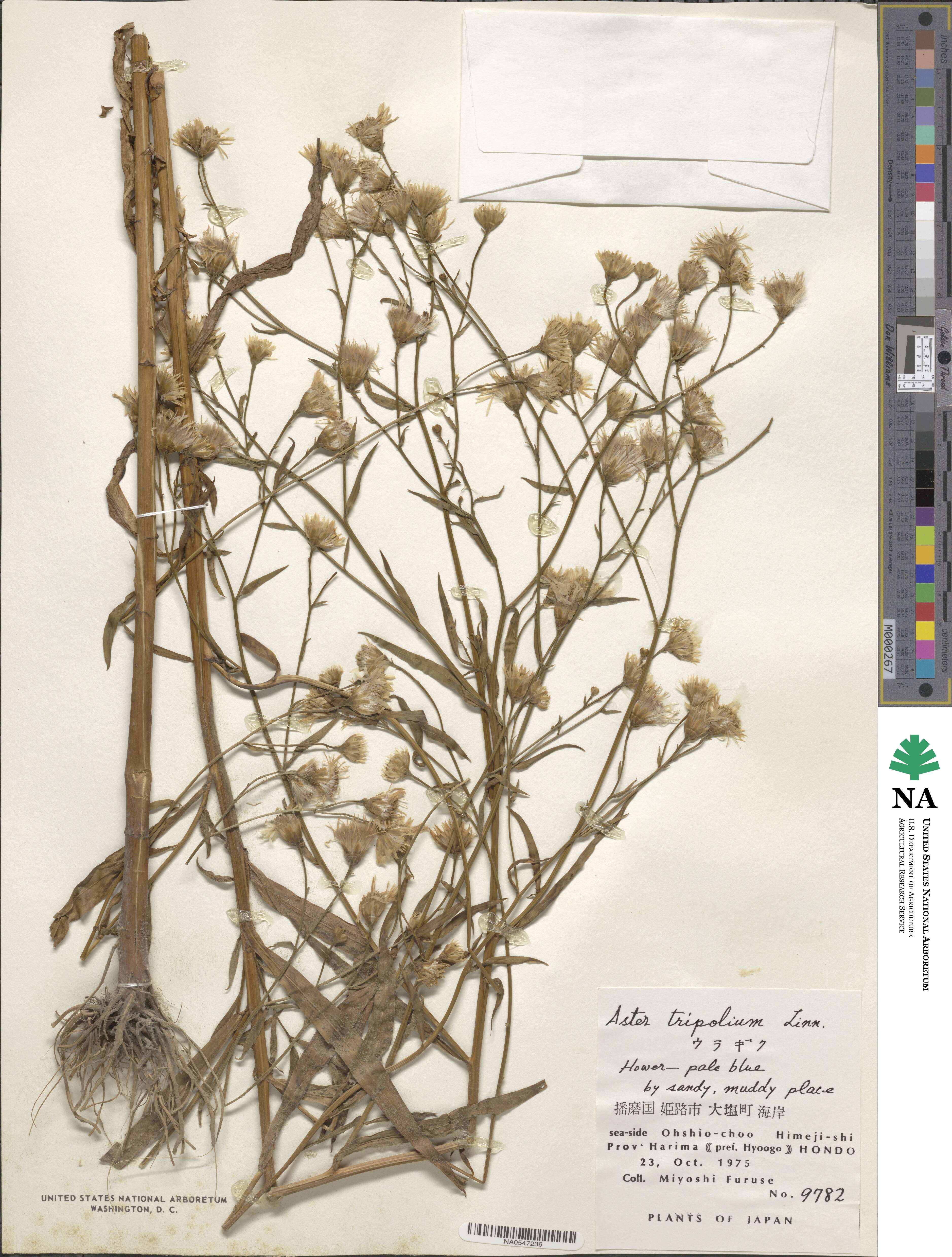 Aster tripolium image