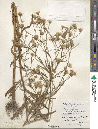 Aster tripolium image