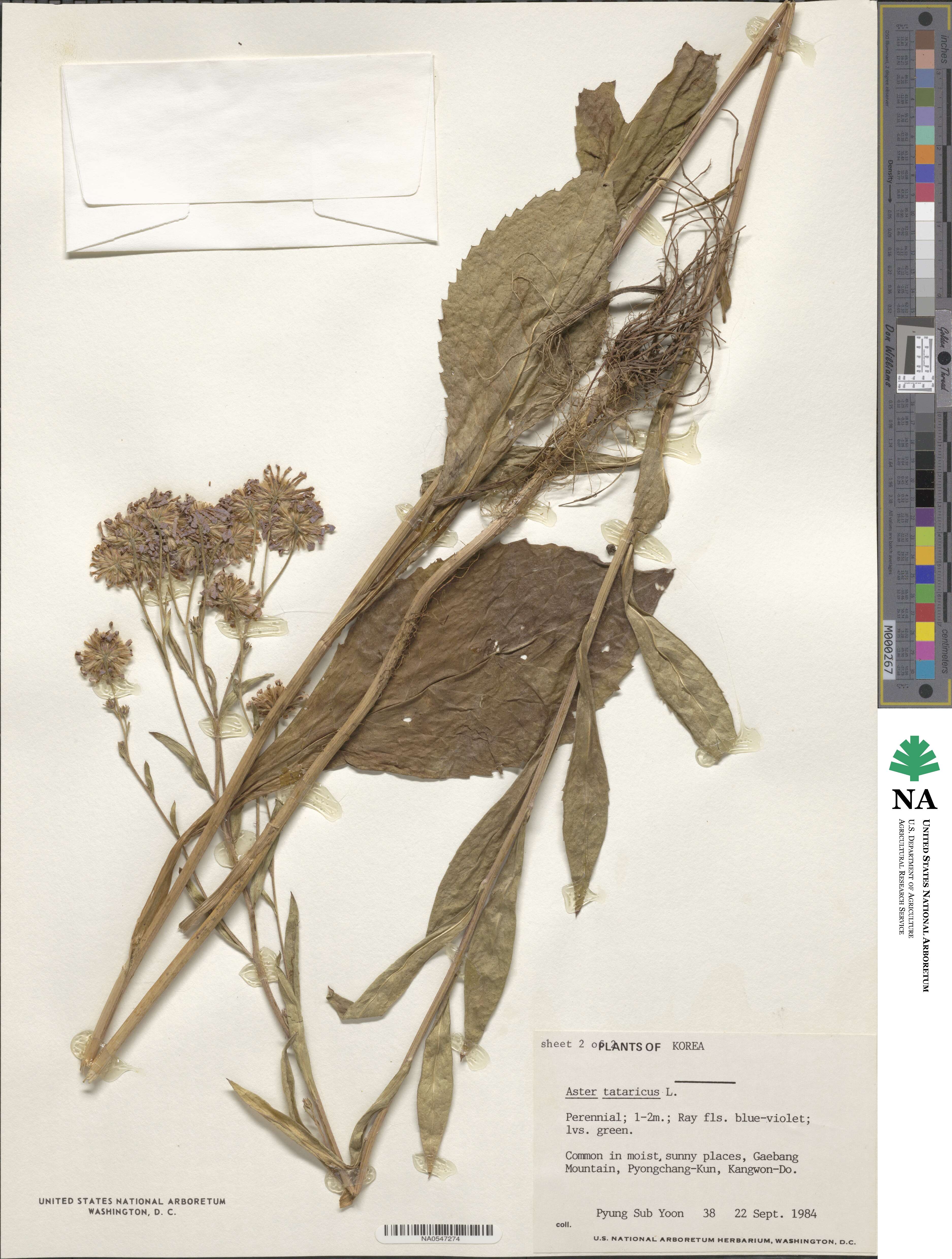 Aster tataricus image