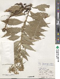 Aster taiwanensis image