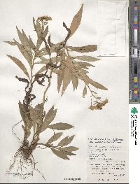 Aster taiwanensis image