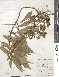 Aster taiwanensis image