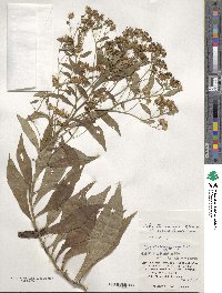 Aster taiwanensis image