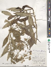 Aster taiwanensis image