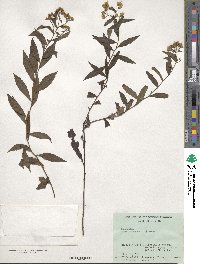 Aster taiwanensis image