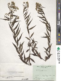 Aster taiwanensis image