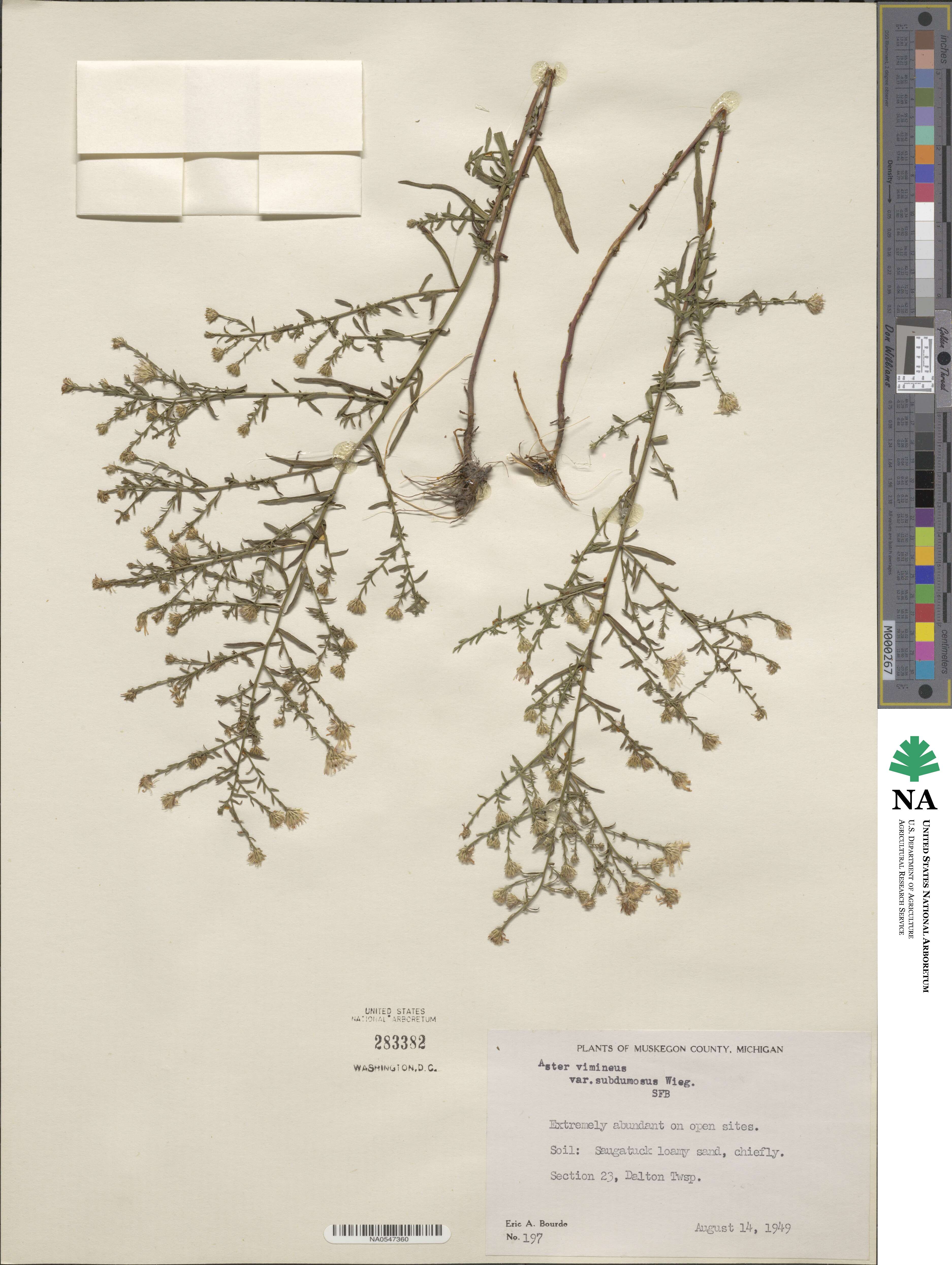 Symphyotrichum racemosum image