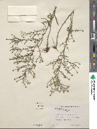 Symphyotrichum racemosum image