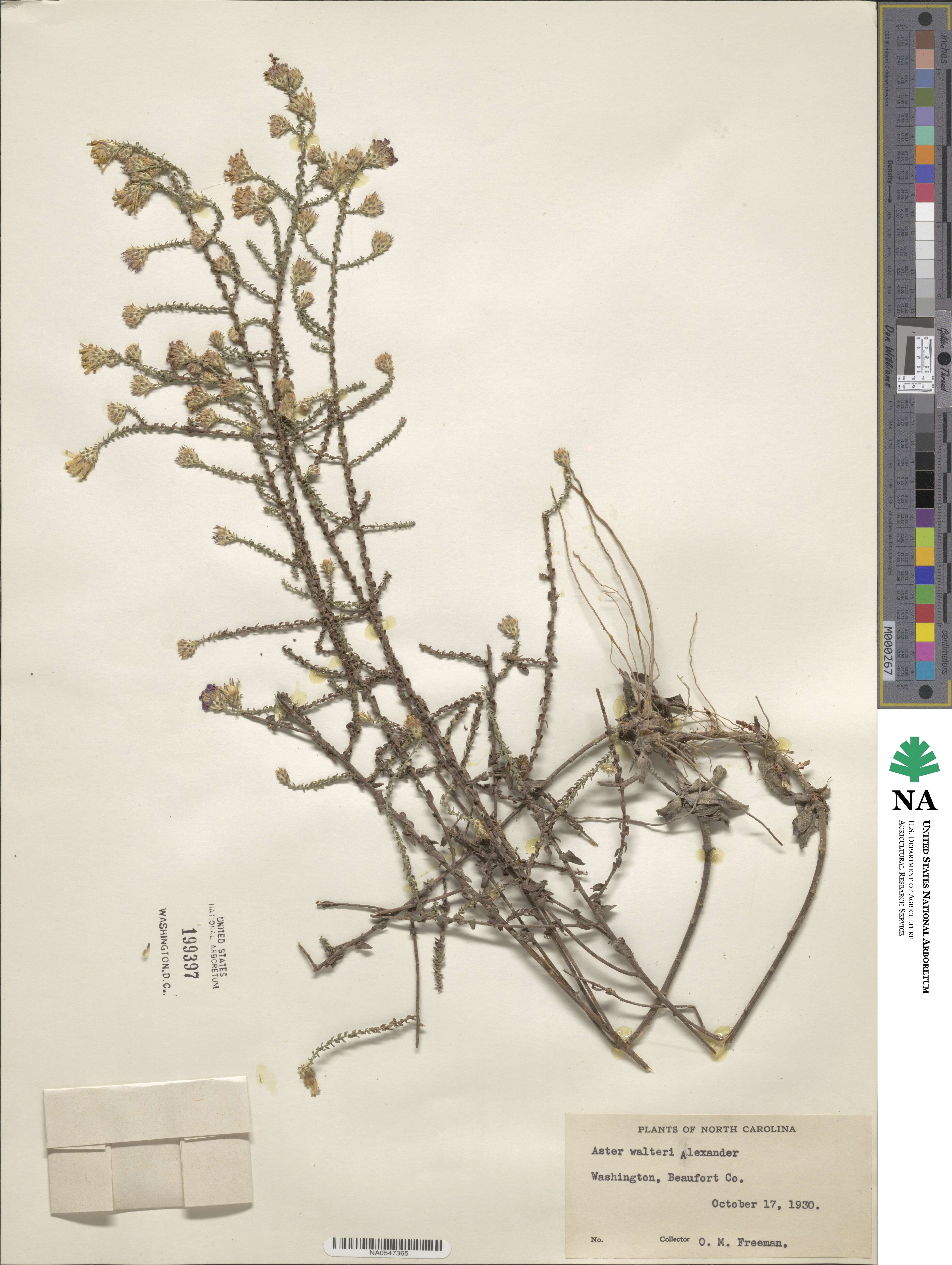 Symphyotrichum walteri image