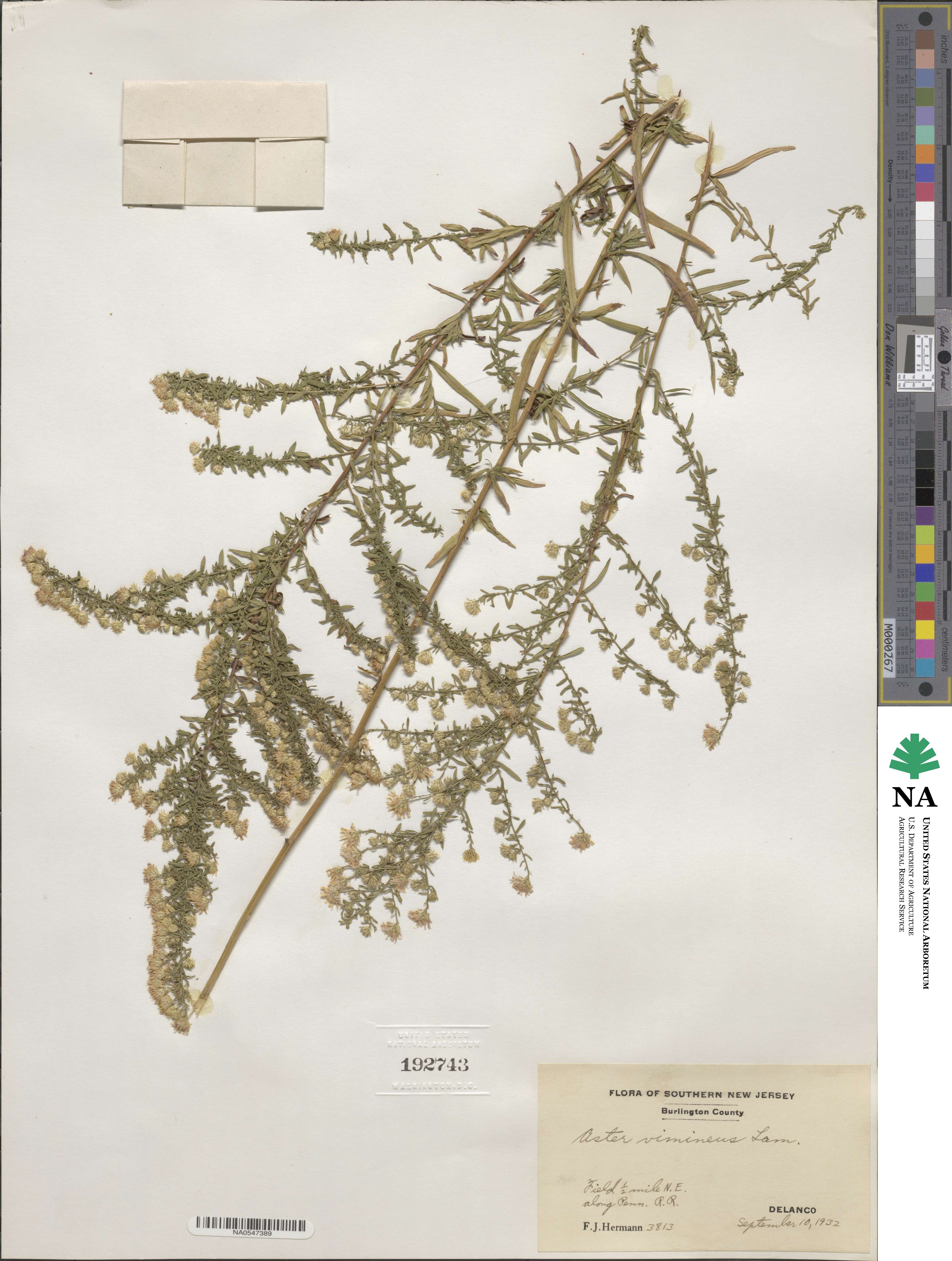 Aster vimineus image