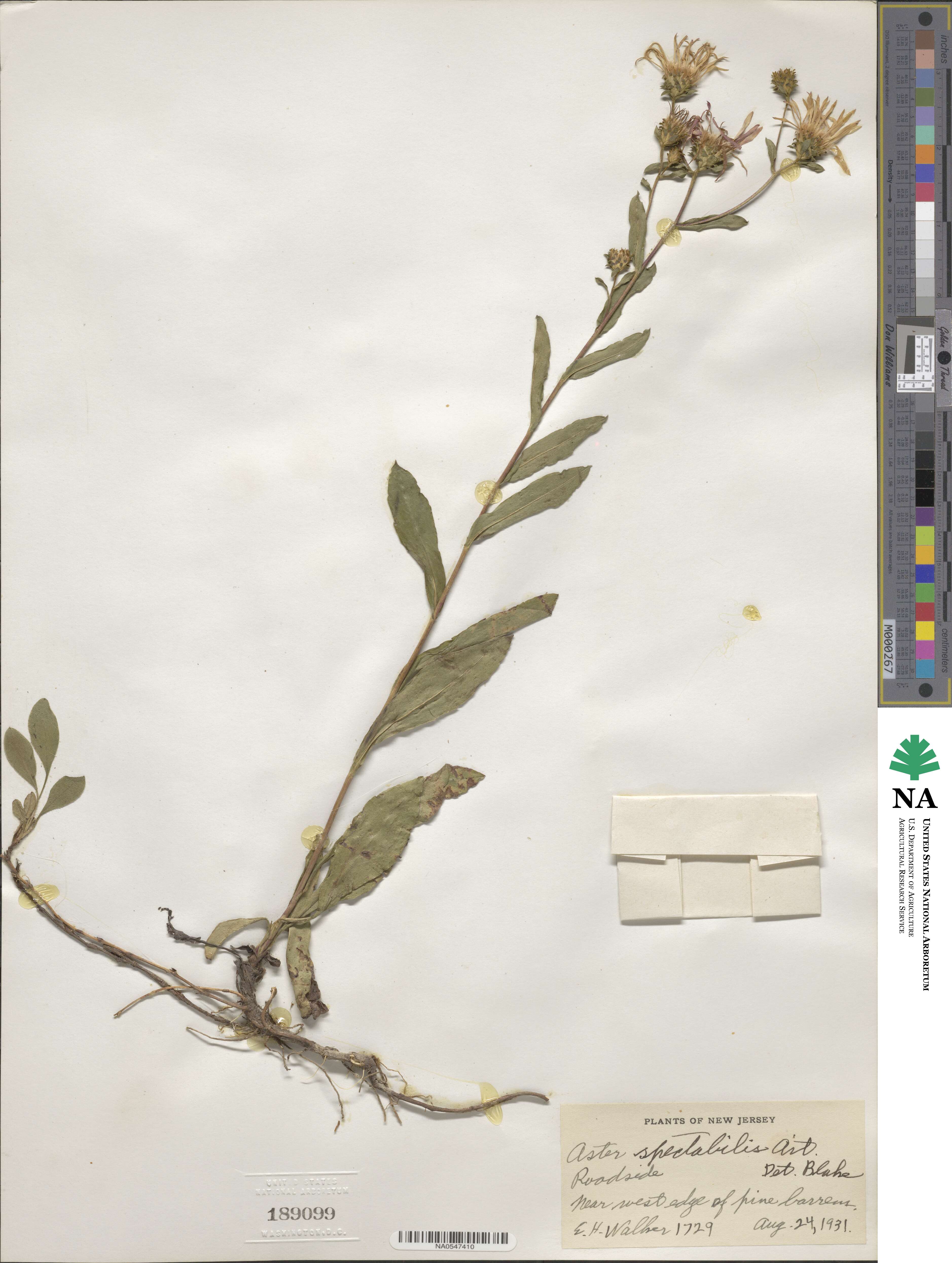 Aster spectabilis image