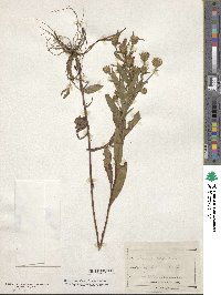 Aster spectabilis image