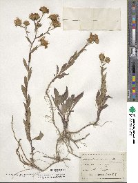 Aster spectabilis image