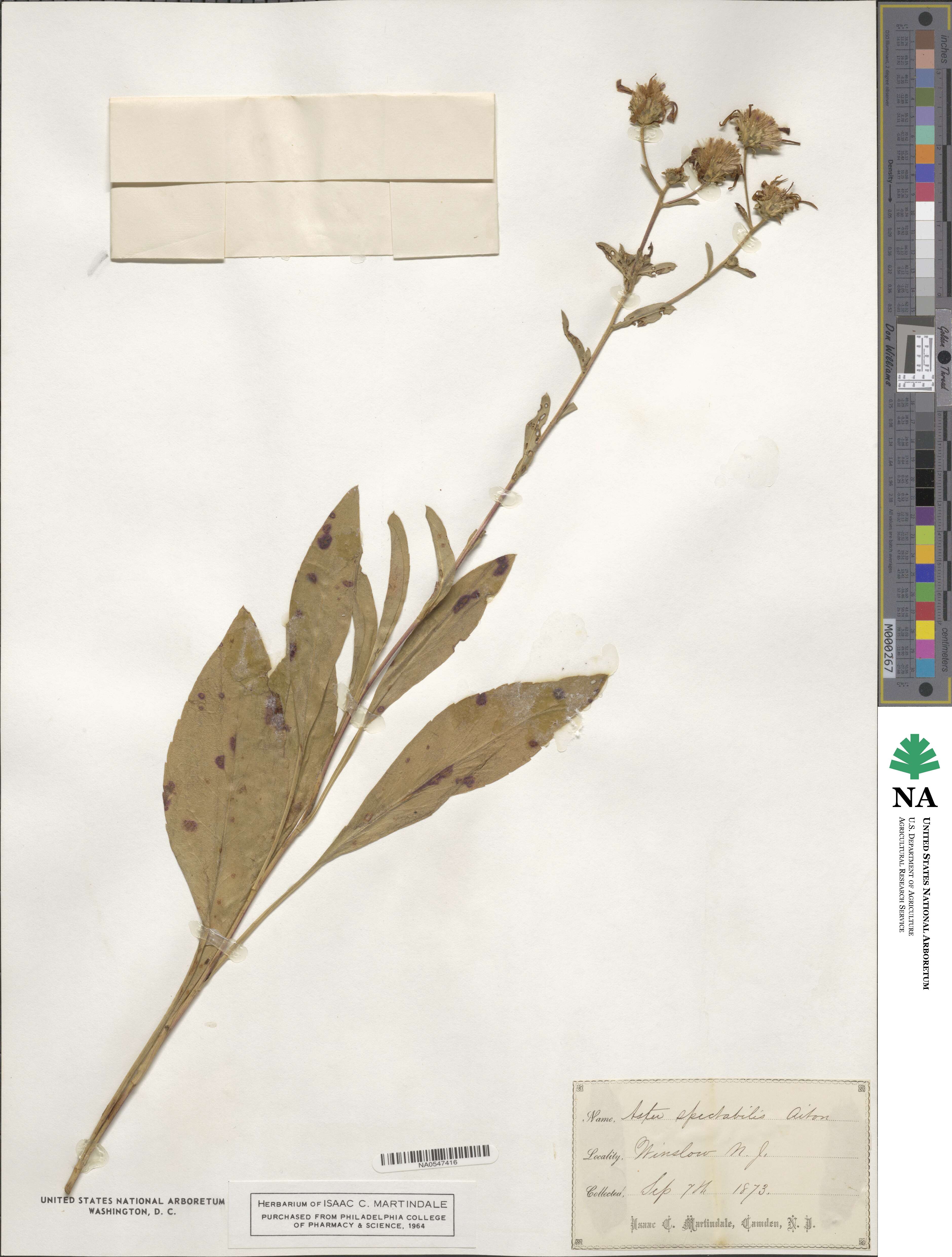 Aster spectabilis image