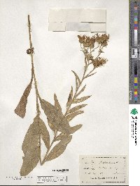 Aster spectabilis image