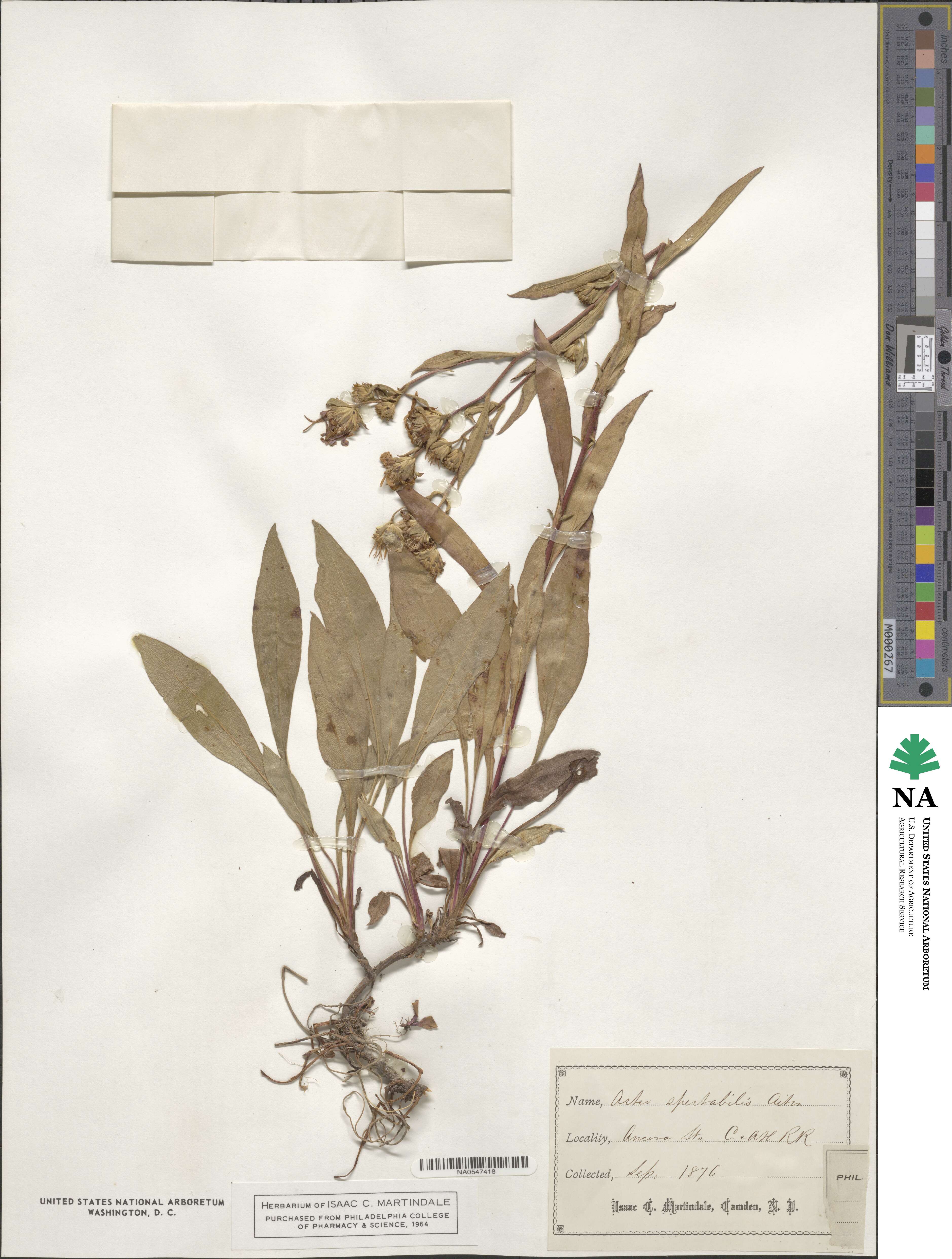 Aster spectabilis image