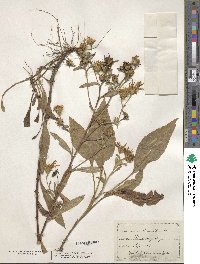 Aster spectabilis image