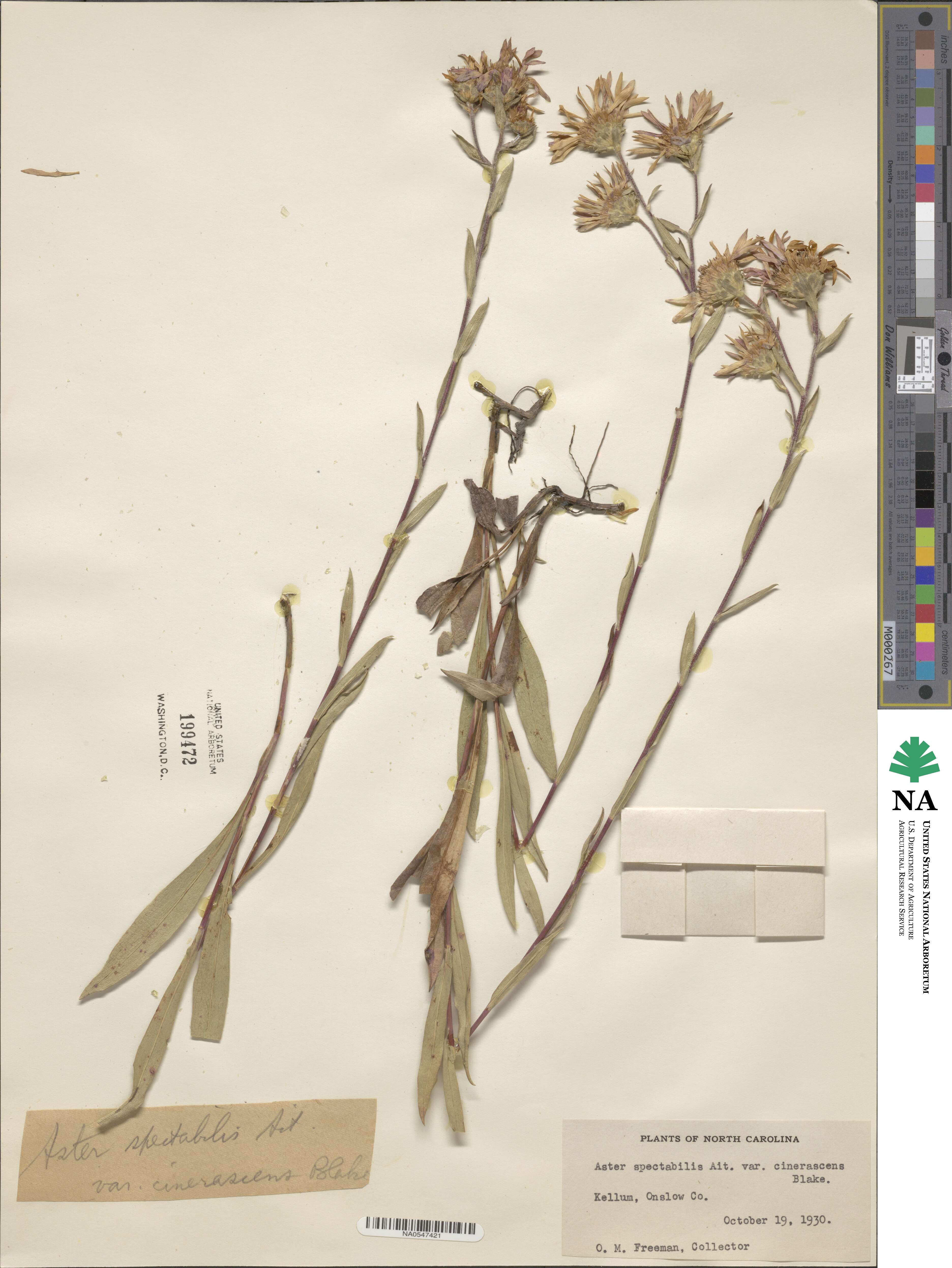 Eurybia spectabilis image