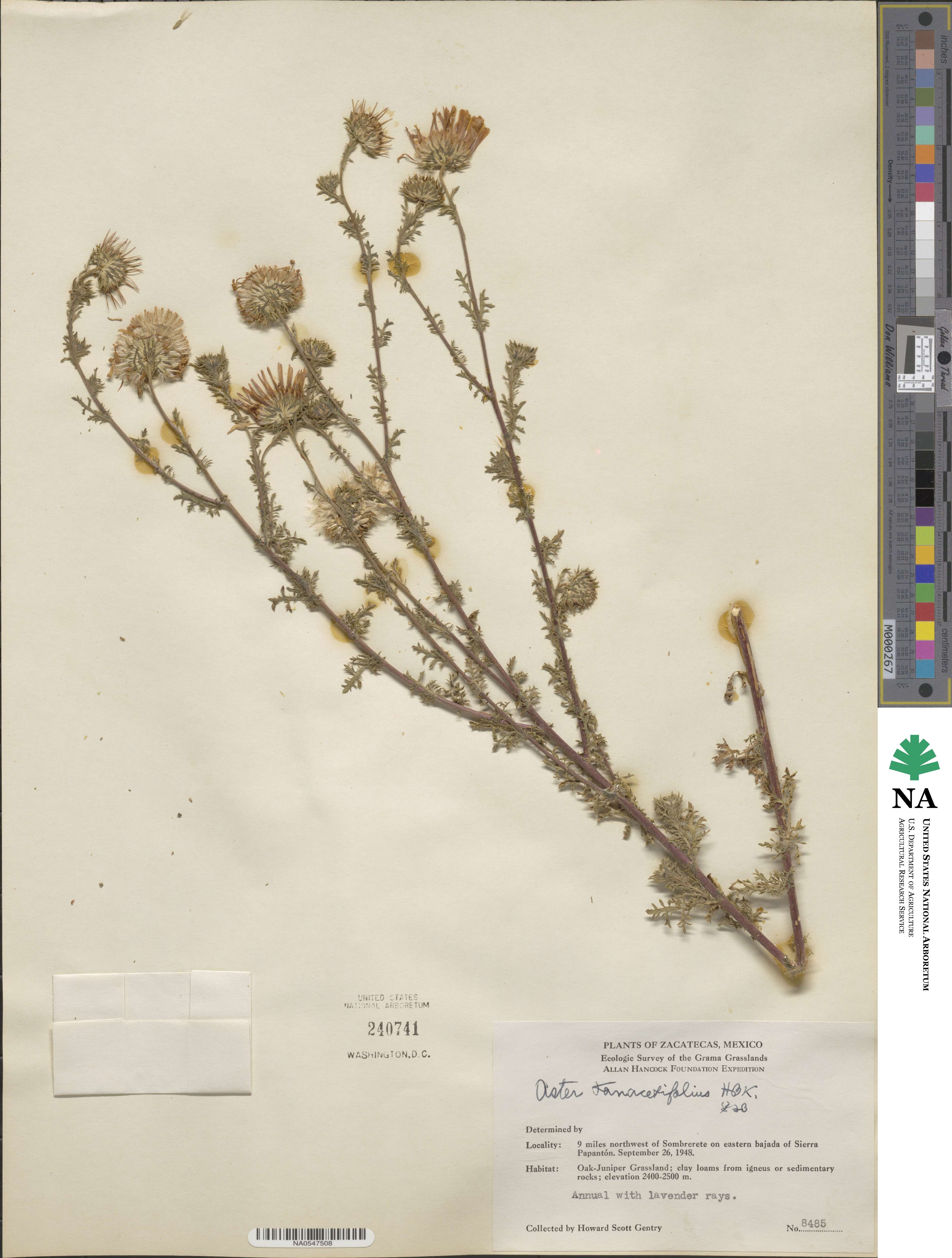 Machaeranthera tanacetifolia image