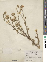 Machaeranthera tanacetifolia image