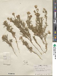 Machaeranthera tanacetifolia image