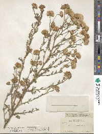 Machaeranthera tanacetifolia image