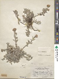 Image of Noticastrum sericeum