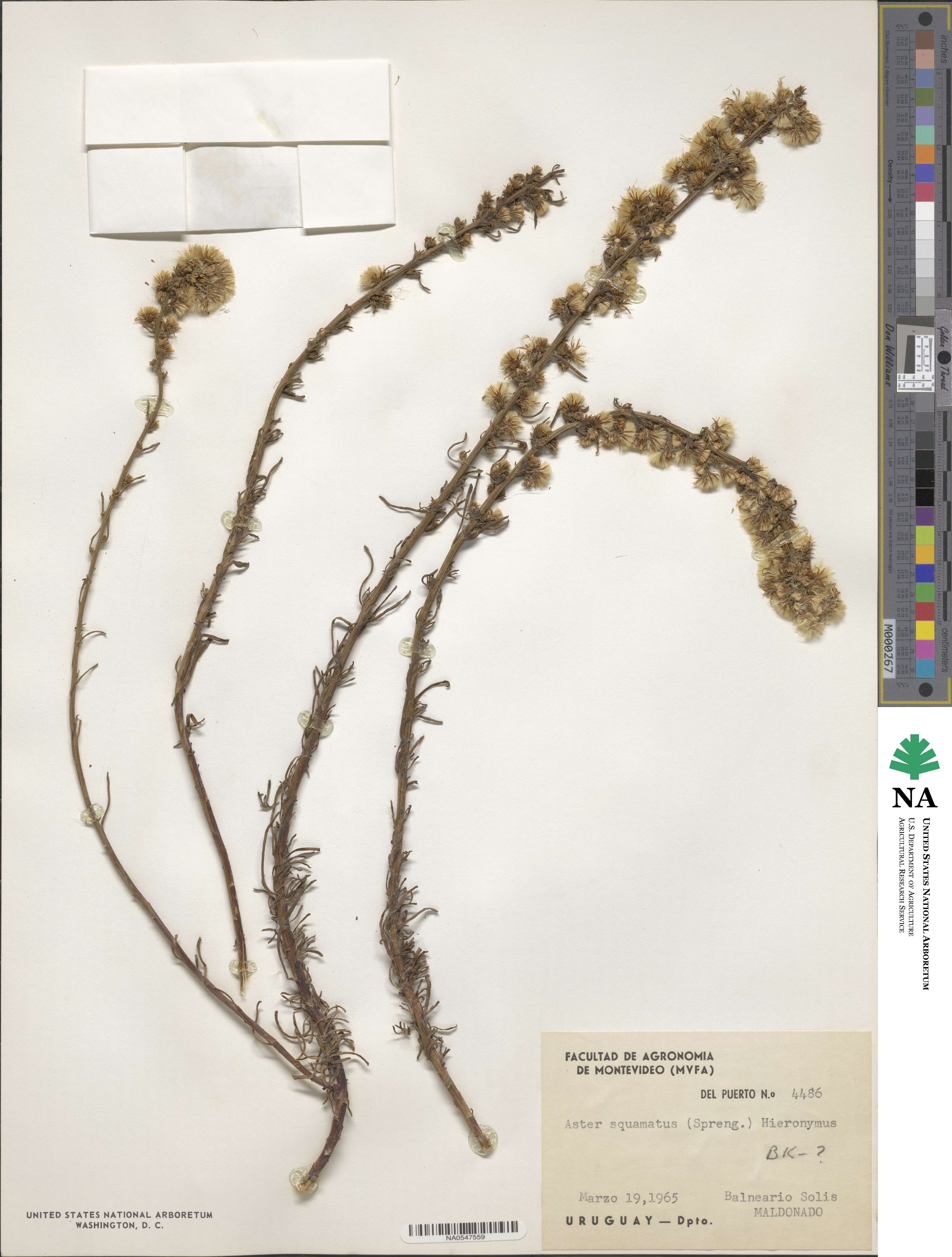 Symphyotrichum squamatum image