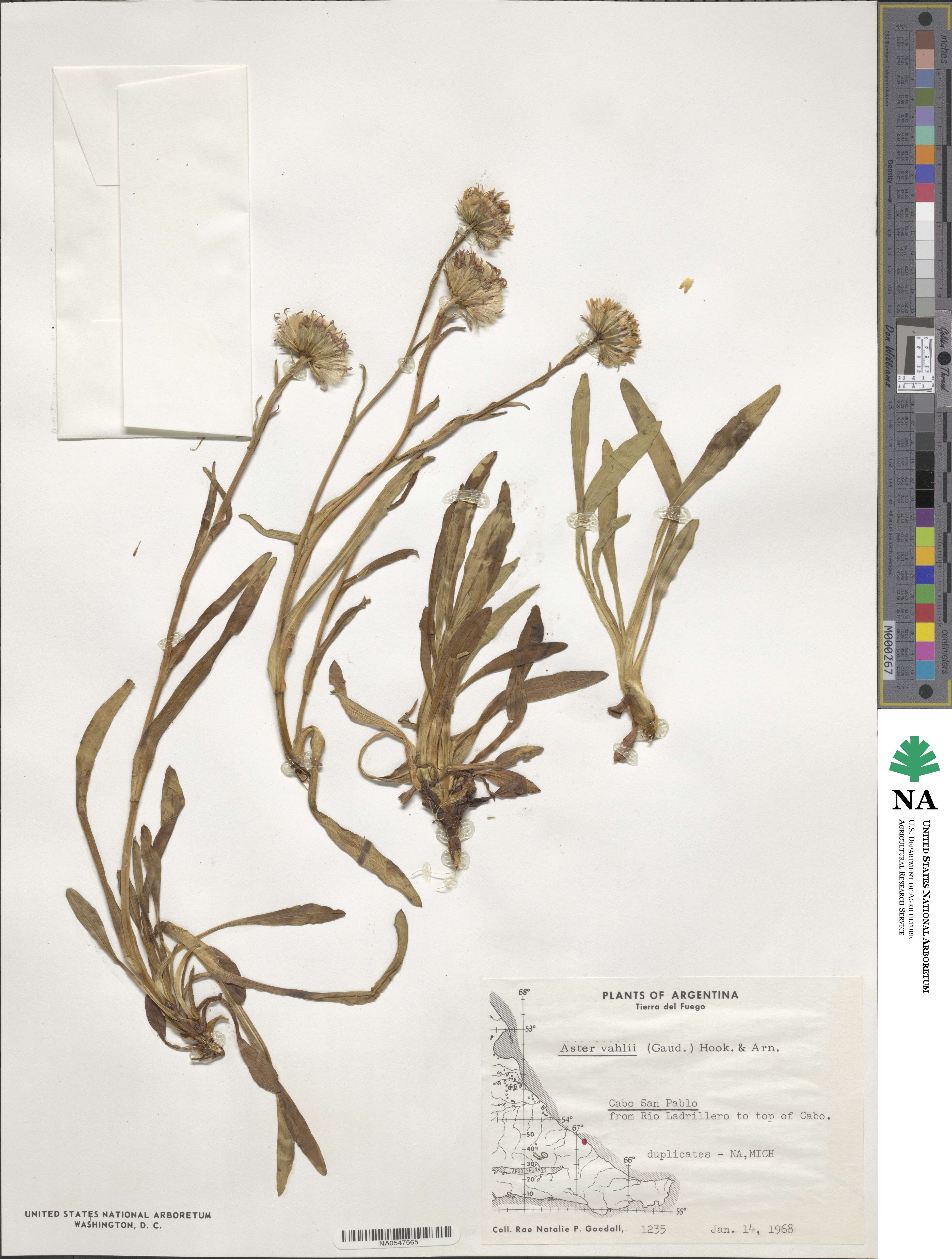 Symphyotrichum vahlii image