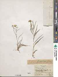 Symphyotrichum potosinum image