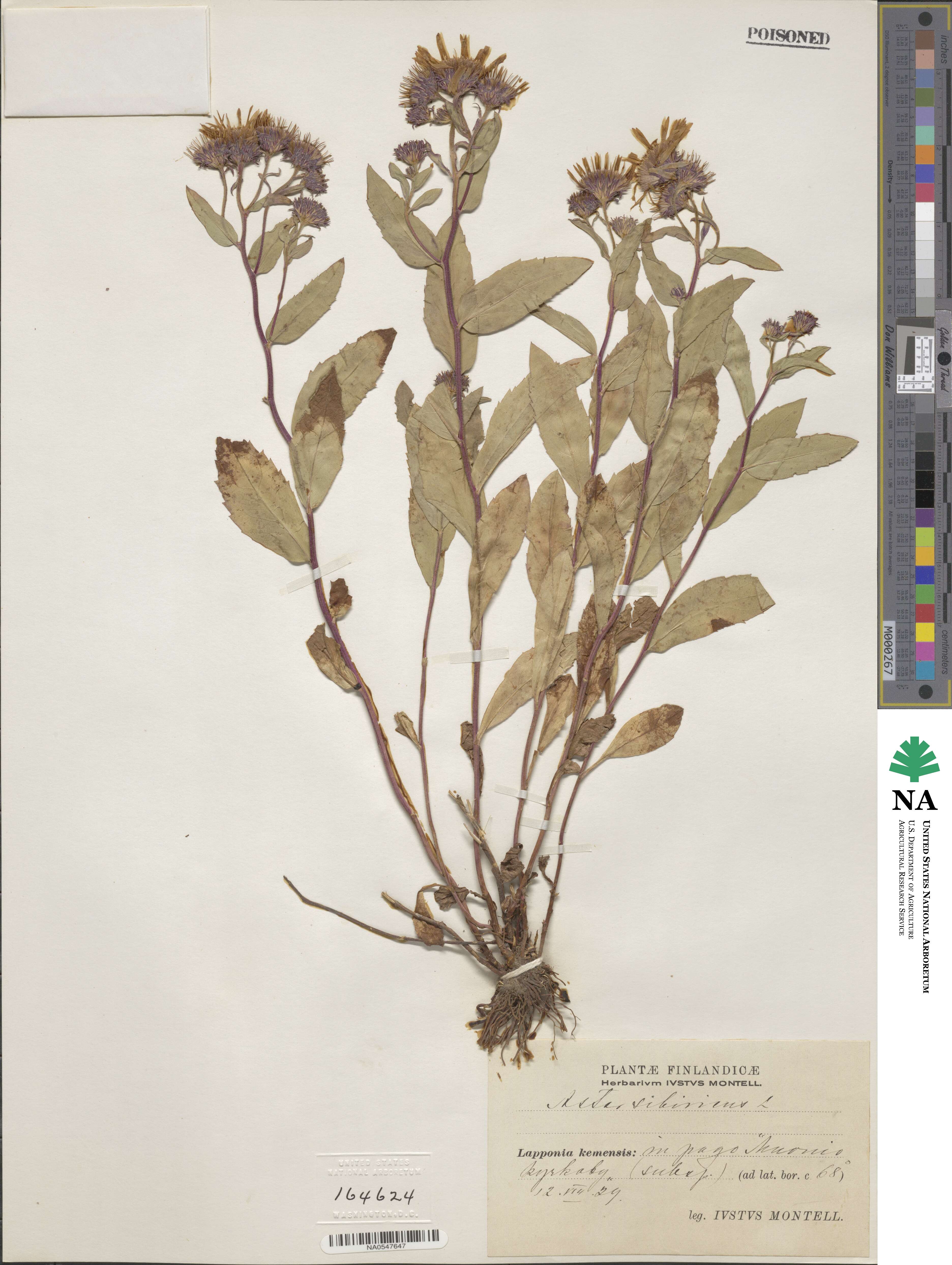 Aster sibiricus image
