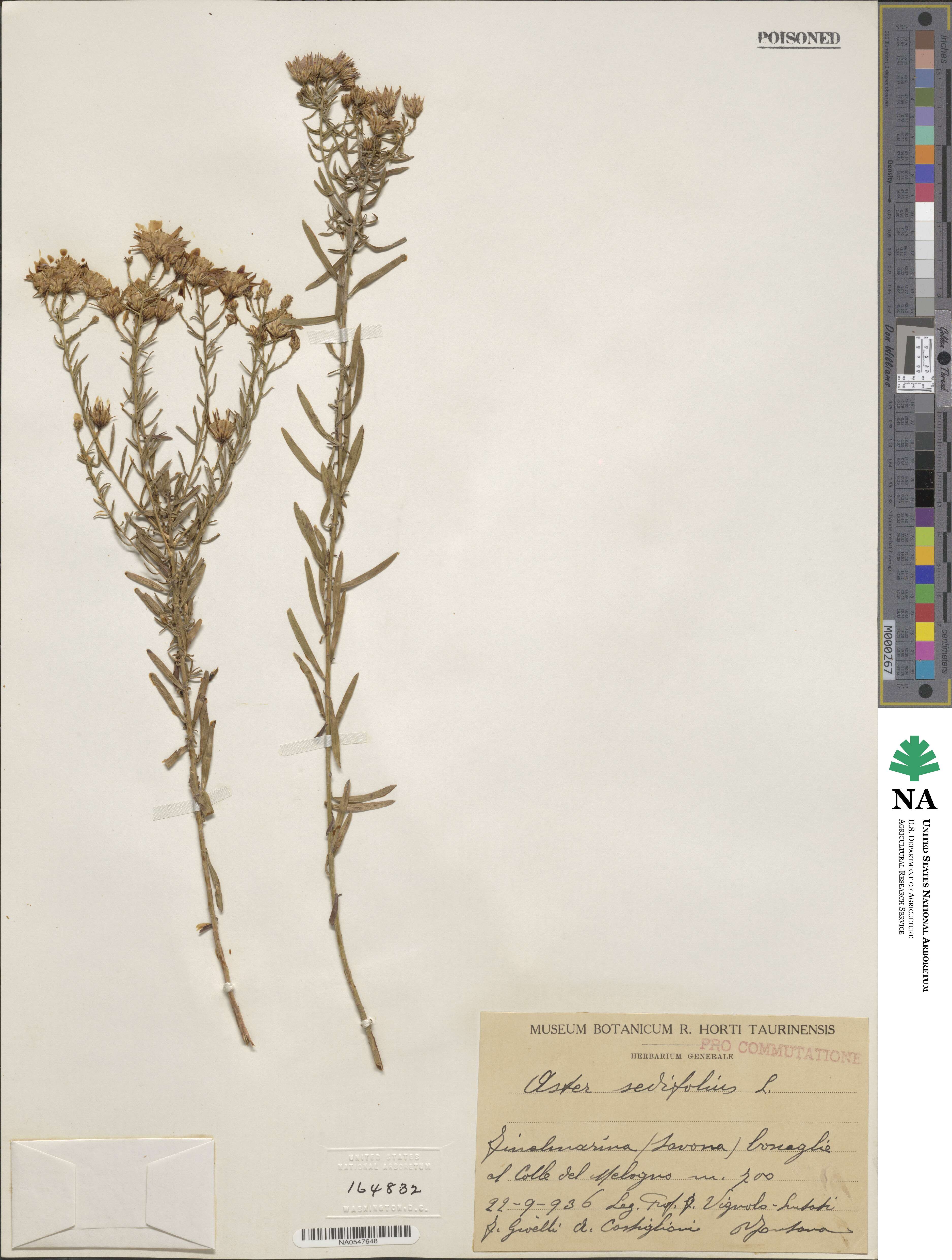 Galatella sedifolia subsp. sedifolia image