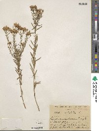 Galatella sedifolia subsp. sedifolia image