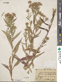 Aster × versicolor image