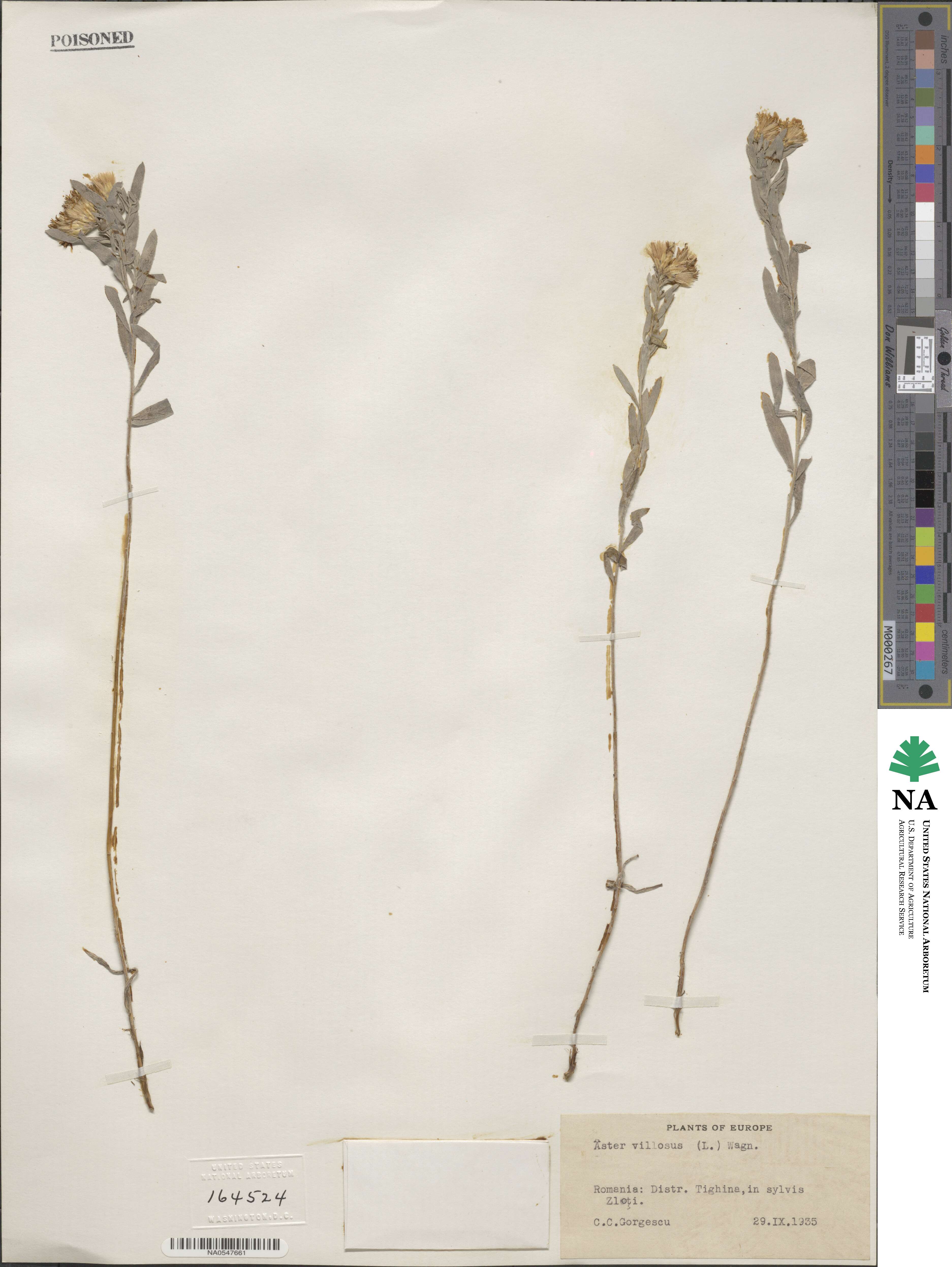 Aster villosus image