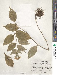 Aster ageratoides image