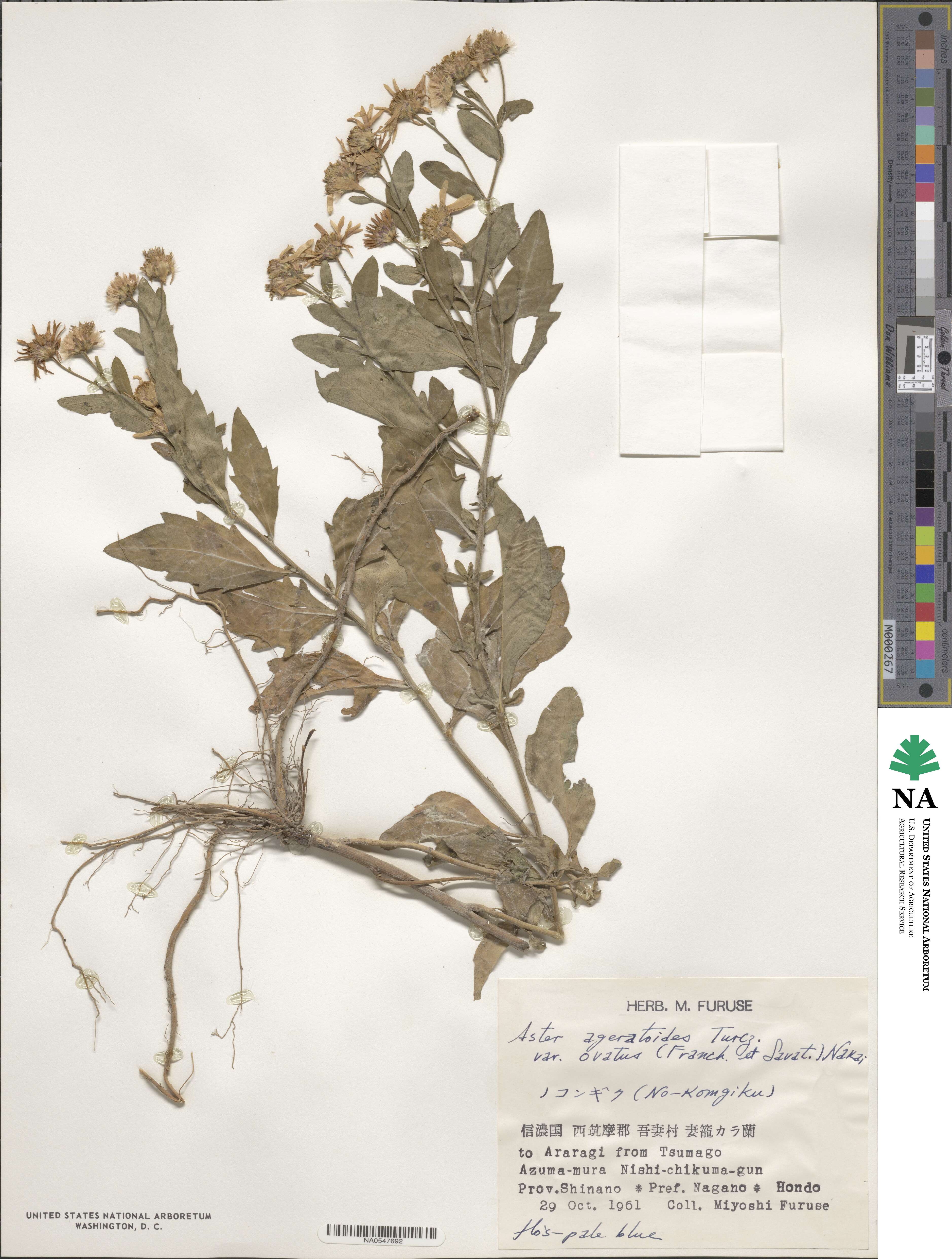 Aster ageratoides image