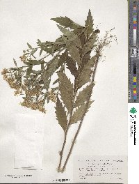 Aster ageratoides var. ovatus image