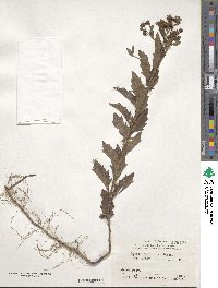 Aster ageratoides image