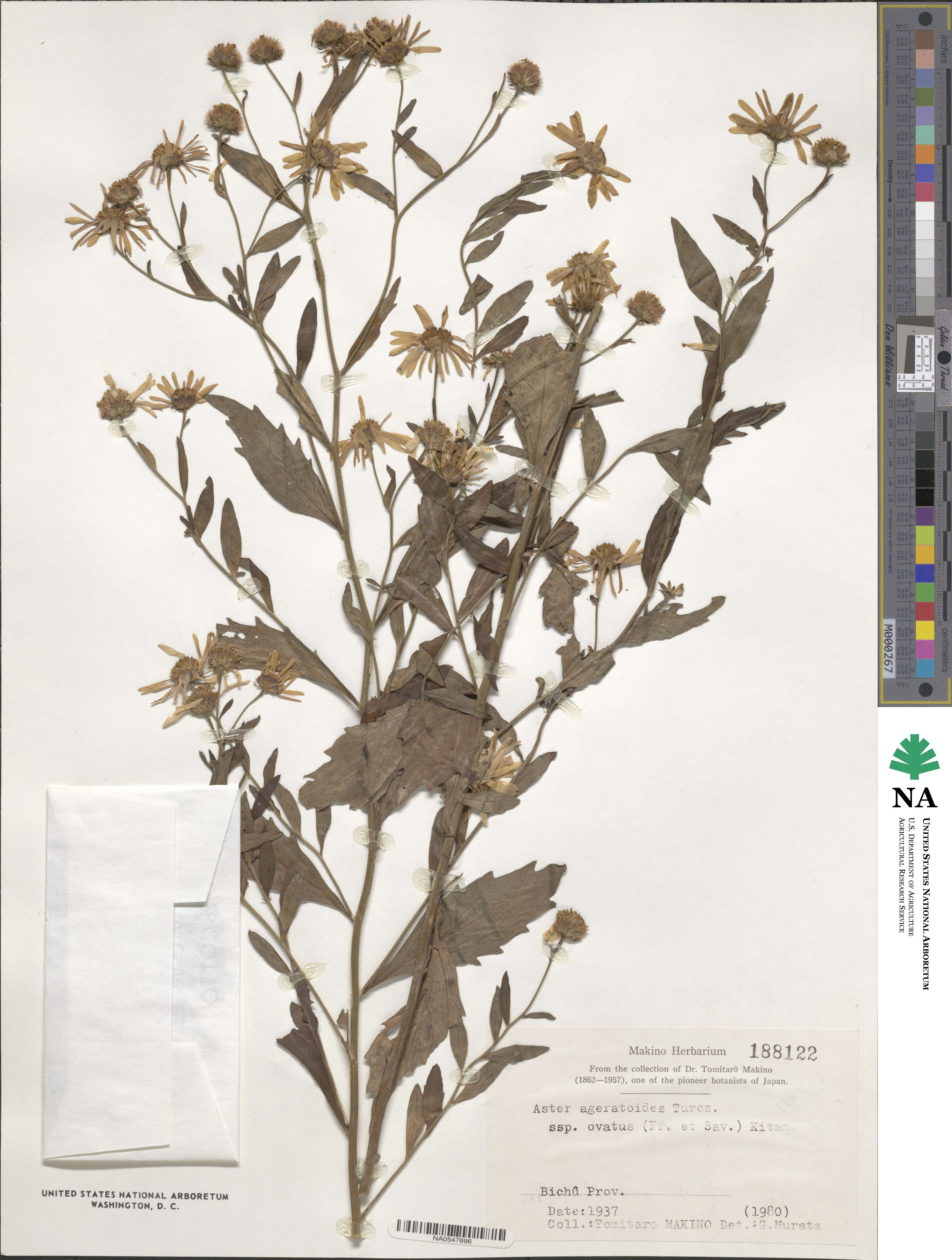 Aster ageratoides image