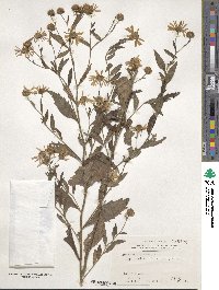 Aster ageratoides var. ovatus image