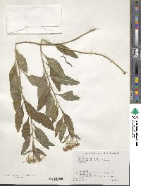 Aster ageratoides image