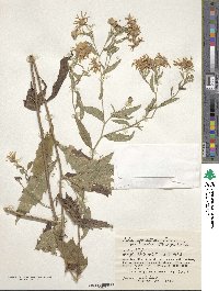 Aster ageratoides image