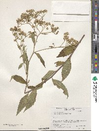 Aster ageratoides var. ovatus image