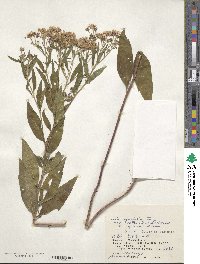 Aster ovatus image